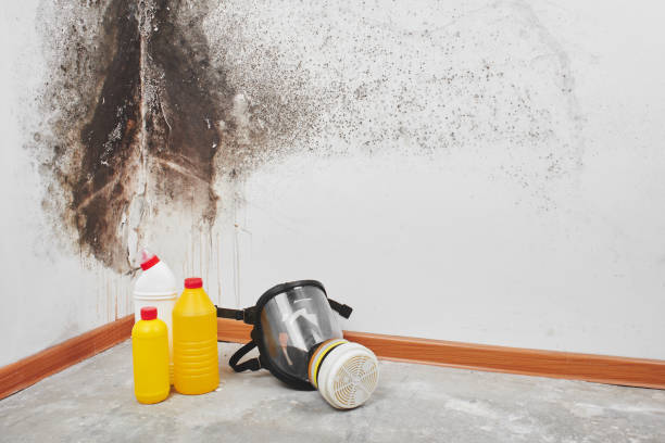 Best Professional Mold Removal  in Mechanicsville, MD