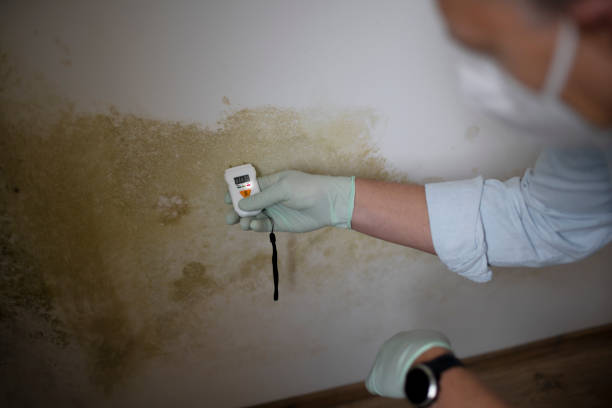 Best Black Mold Removal  in Mechanicsville, MD