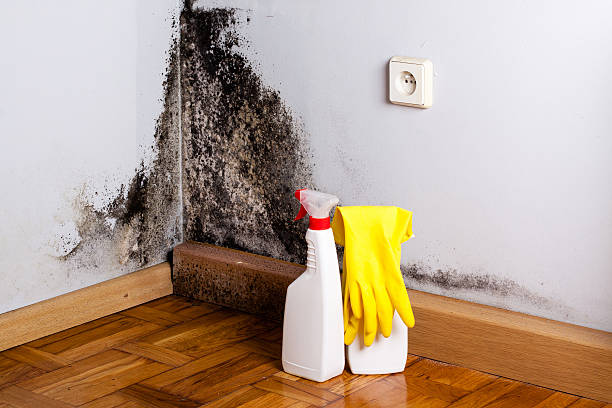Best Mold Remediation  in Mechanicsville, MD
